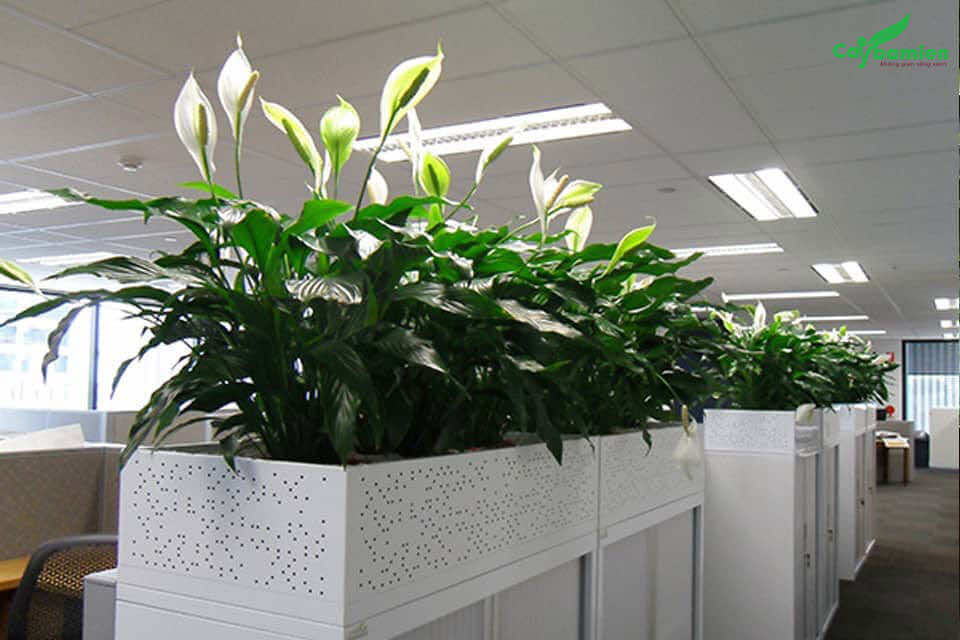 Cây lan ý trồng trong văn phòng 