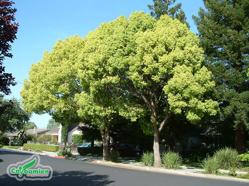 Hàng cây Long Não trồng ở khu đô thị
