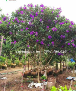 Cây Mua Úc trưởng thành đã cho tán đẹp, nở nhiều hoa