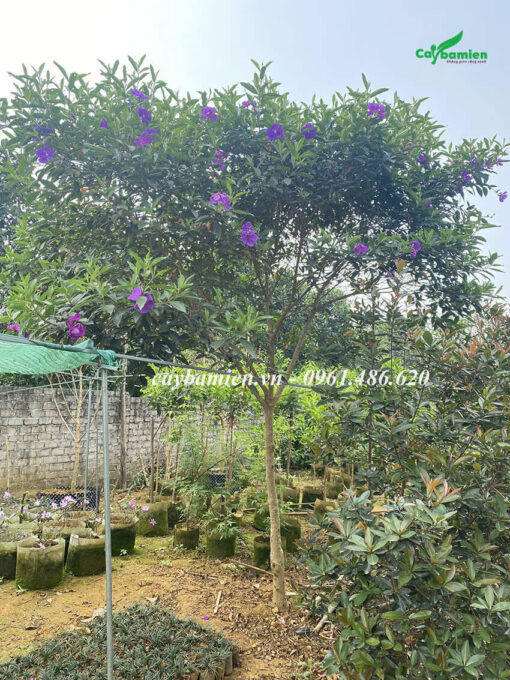 Mua Úc trồng lâu năm, dáng cây cao, tán đẹp