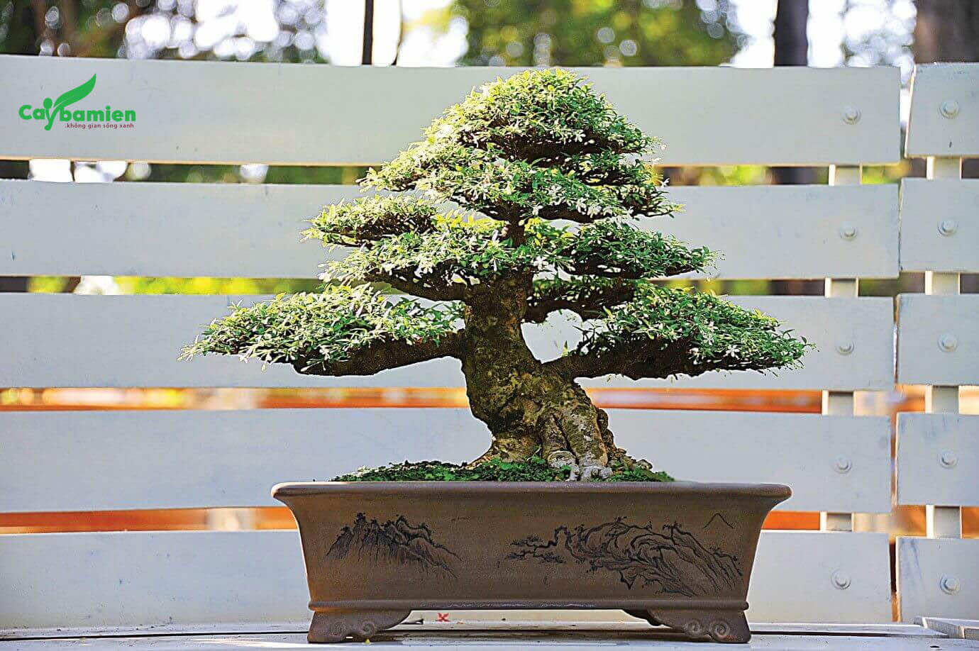 Chậu cây nguyệt quế bonsai
