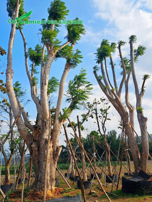 Cây hoa Phượng Tím cổ thụ dưỡng ủ trong bầu