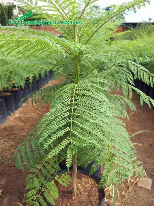 Cây giống Phượng Tím cao 50cm