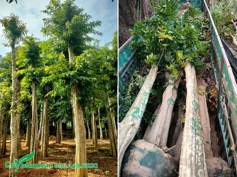 Cây đẹp, thân thẳng, đã thuần dưỡng