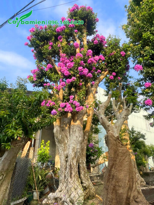 Cây bằng lăng rừng cổ thụ nở hoa đẹp