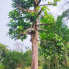 Cây thân thẳng, cao tạo tán tốt