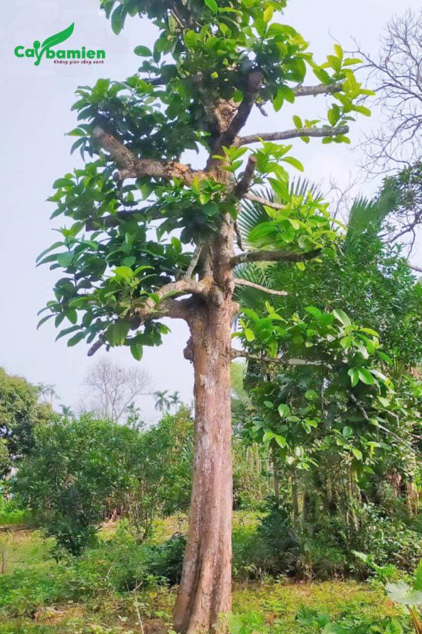 Cây thân thẳng, cao tạo tán tốt