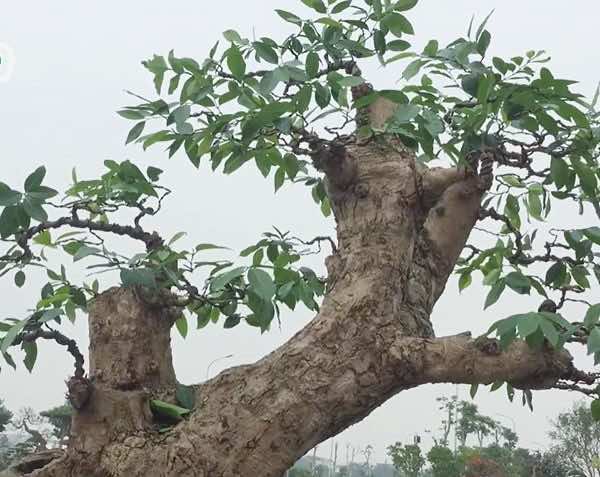 Cây vối bắc cổ thụ tạo dáng bonsai