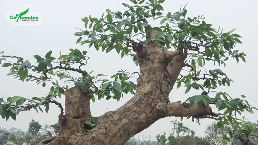 Cây vối bắc cổ thụ tạo dáng bonsai