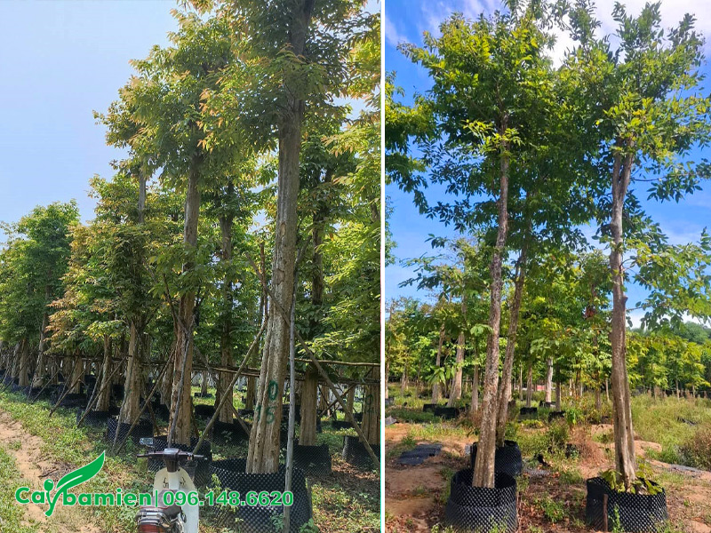 Vườn dưỡng ủ cây săng lẻ trong bầu, chiều cao 5m