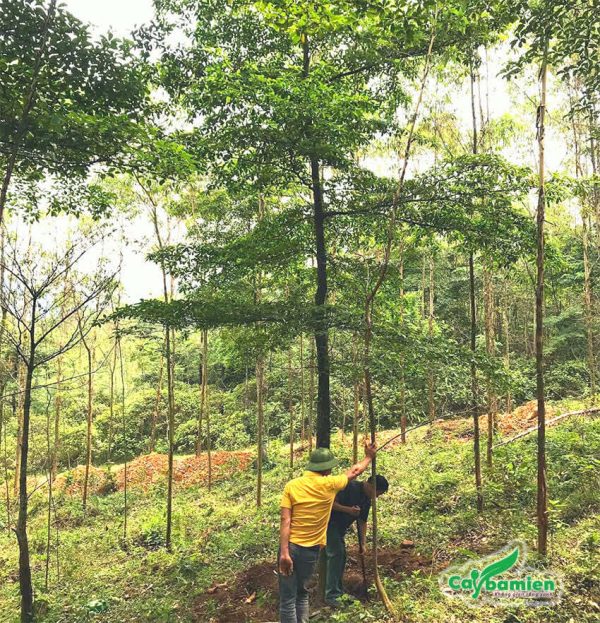 Dọn cỏ và tỉa cành tạo độ thông thoáng cho cây phát triển