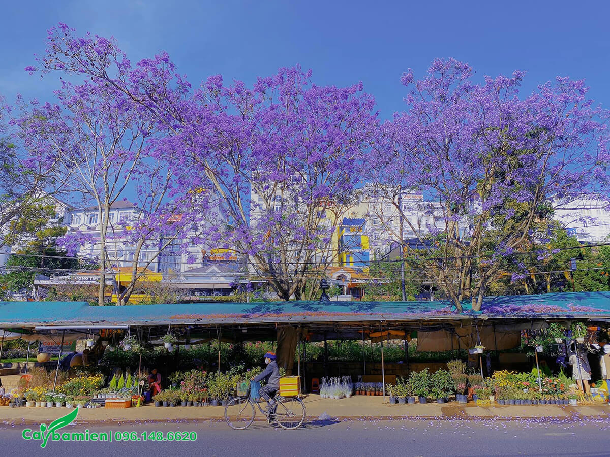 Hàng cây Phượng Tím trên đường phố Đà Lạt