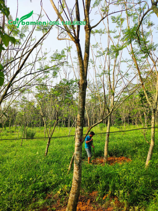 Đánh bầu cây phượng tím cao 6 - 8m