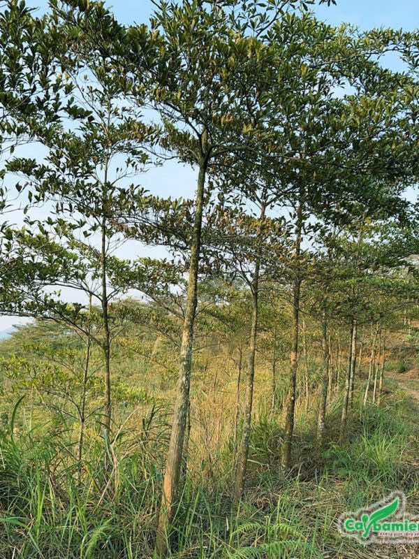 Hàng cây Chiêu Liêu lâu năm, chiều cao từ 4 6m