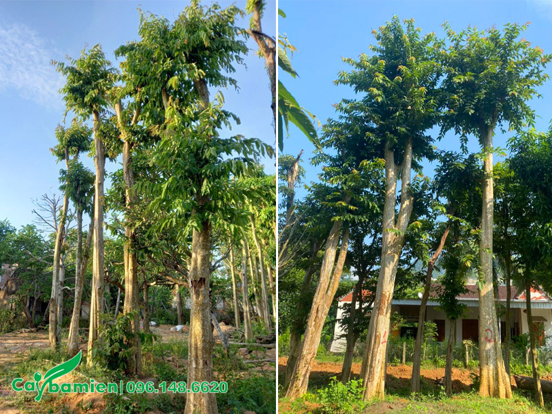 Bằng Lăng Rừng dâm ủ chiều cao 6 - 7m