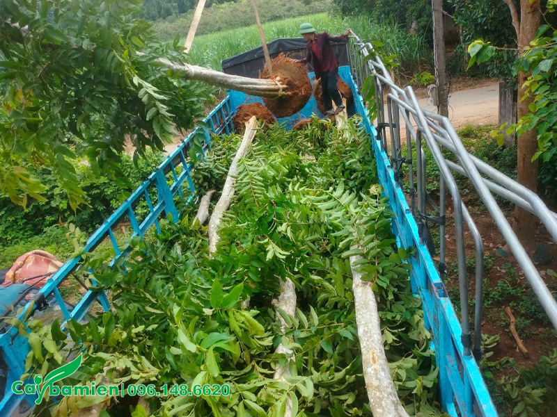 Xếp cây lên thùng xe, số lượng lớn, chiều cao khoảng 7m