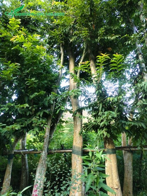Bằng Lăng Rừng lâu năm đã giâm ủ