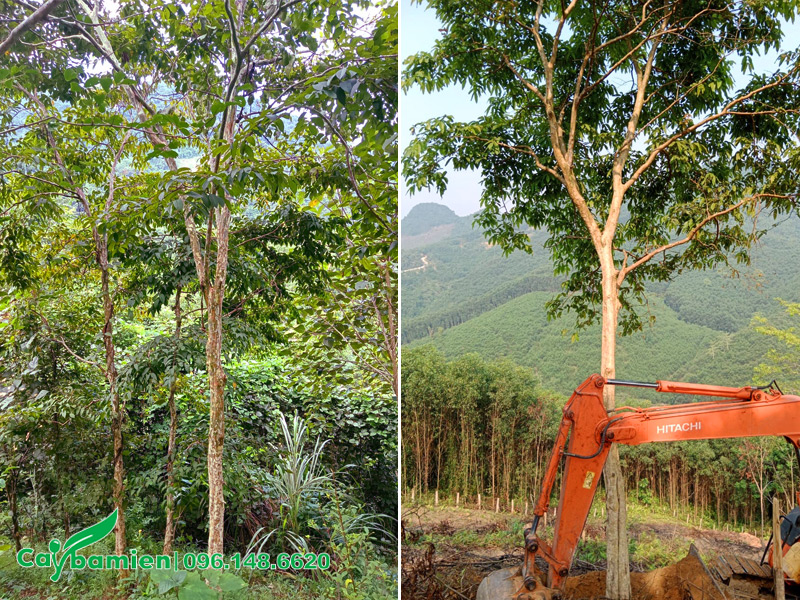 Cây Bằng Lăng rừng cao 7m tán đẹp
