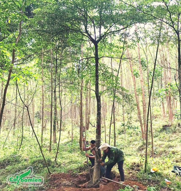 Trồng cây Chiêu Liêu đúng cách để bộ rễ phát triển, cây nhanh lớn