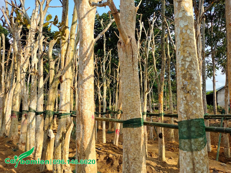 Những hàng cây hoa bằng lăng rừng thẳng đẹp, thân gỗ chắc chắn