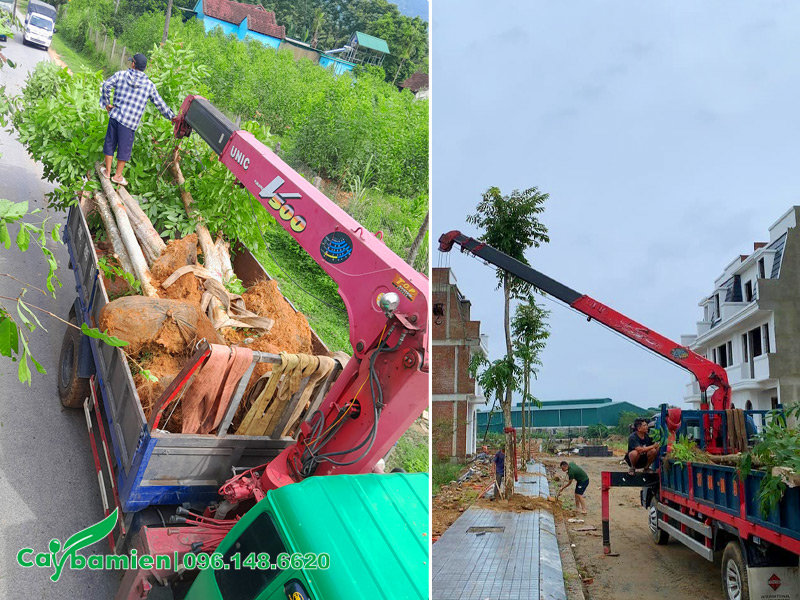 Thi công trồng cây Săng Lẻ ở Hà Nội