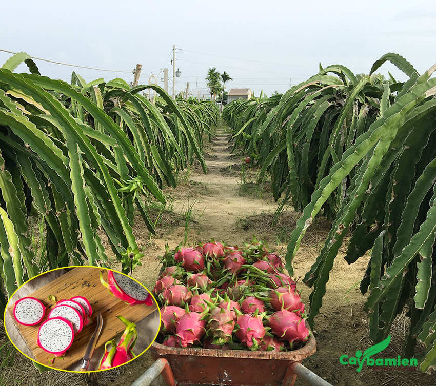 Mùa thu hoạch thanh long tại Bình Thuận