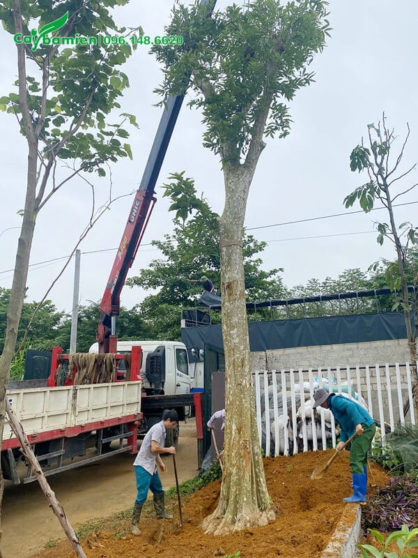 Công nhân đang thi công trồng cây bằng lăng rừng công trình