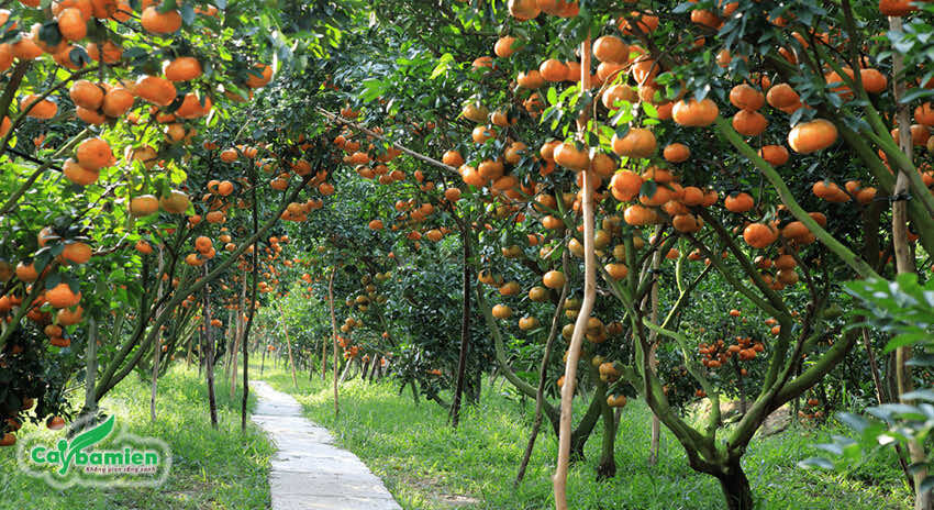 Vườn cam cho quả sai trĩu cành