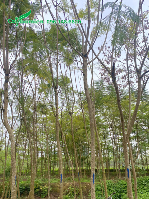 Vườn Phượng Tím cao 7m