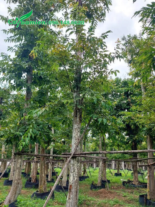 Vườn bằng lăng rừng đã dâm ủ nhiều năm, chiều cao khoảng 8m