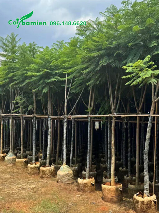 Vườn dưỡng cây hoa phượng tím trong túi bầu