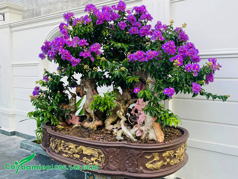 Chậu cây săng lẻ bonsai, chiều cao khoảng 80cm