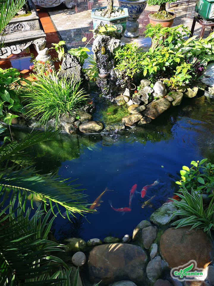 Hồ cá koi giá trị trong khu vườn biệt thự hạng sang ở Times City