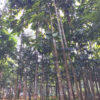 Cây chò cao lớn, tán đẹp
