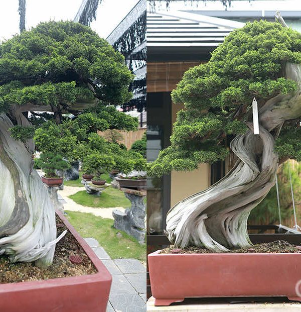 Cây tùng Tháp bonsai dáng, thân cỗi hóa mục vô cùng nghệ thuật