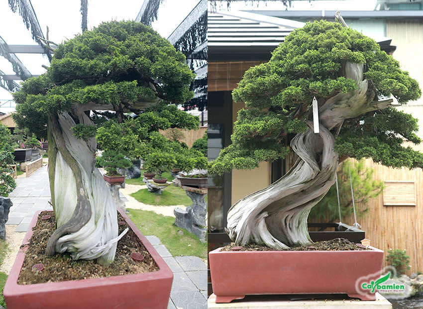 Tùng Tháp bonsai dáng, thân cỗi hóa mục vô cùng nghệ thuật