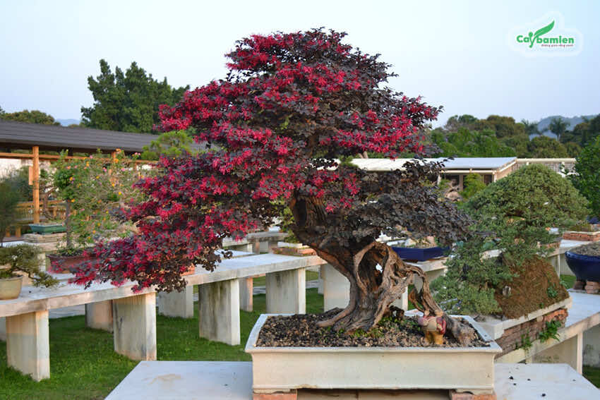 Chậu Hồng Phụng bonsai tạo thế vô cùng nghệ thuật