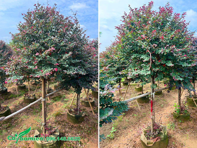 Những hàng cây Hồng Phụng thoát thân cao hơn 1m đang dưỡng tại vườn