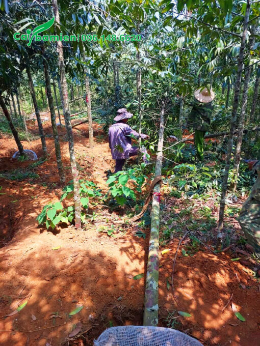 Bứng những cây lớn, chiều cao khoảng 6m