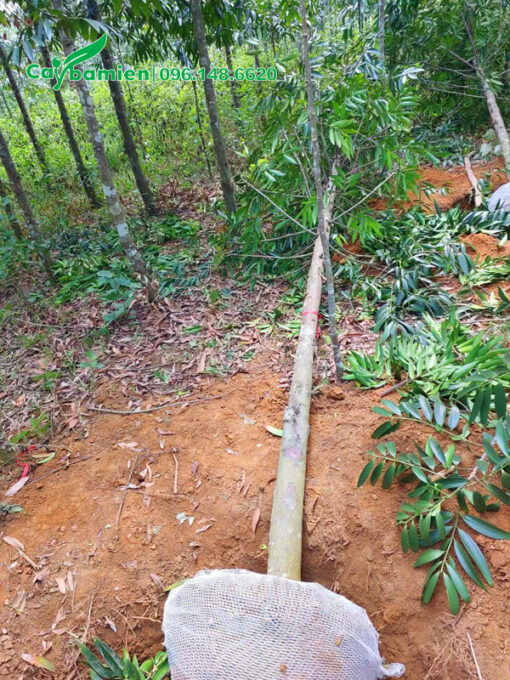 Thân thẳng đẹp, dài 5 - 6m
