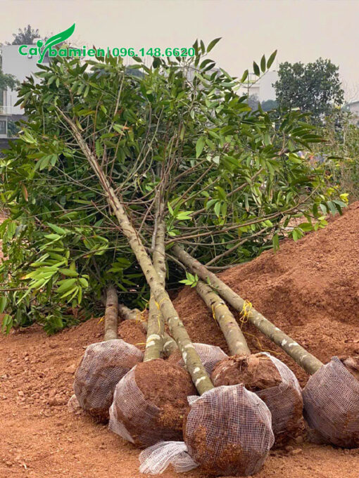 Cây mới bứng, đường kính gốc 7 - 9cm