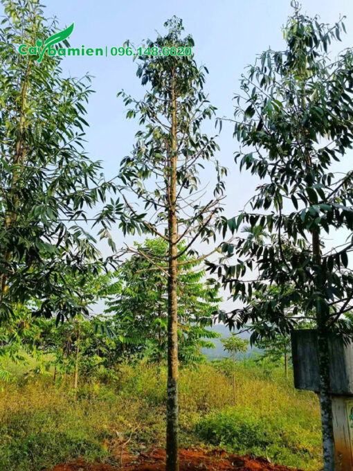 Vườn dưỡng ủ cây lớn, chiều cao 5m