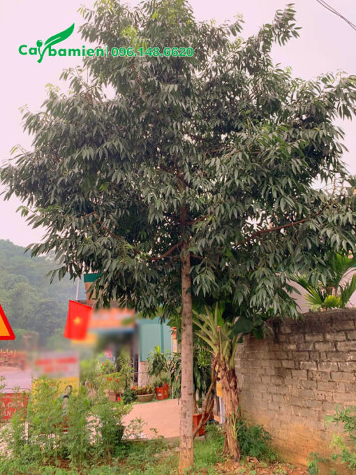 Kim Giao lâu năm đường kính tán 4 - 5m