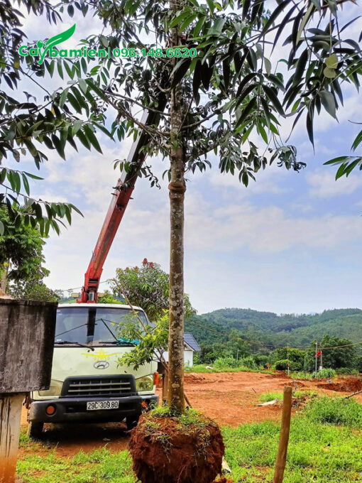 Dâm ủ cây lớn, vanh 50 - 60cm