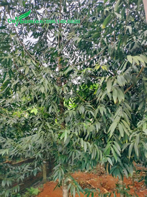 Cây Kim Giao công trình um tùm, lá xanh tốt