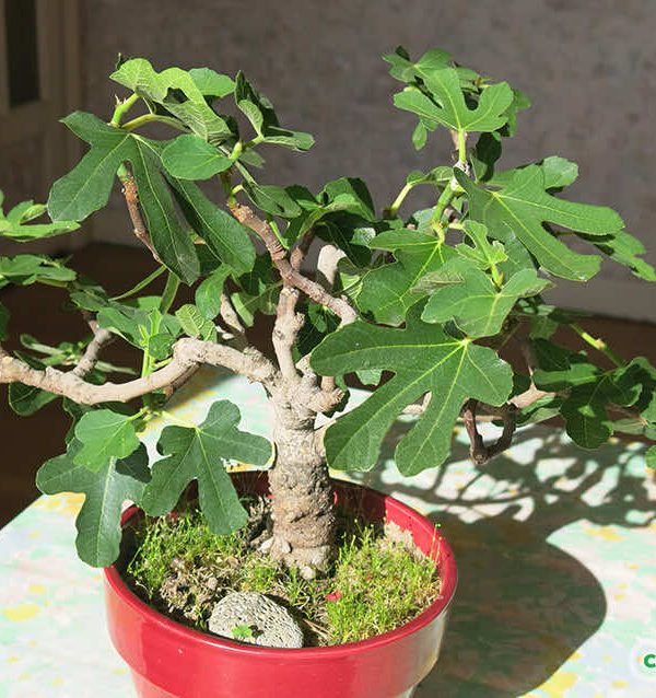 Cây bonsai có dáng nhỏ, cành được uốn tạo sáng vô cùng nghệ thuật