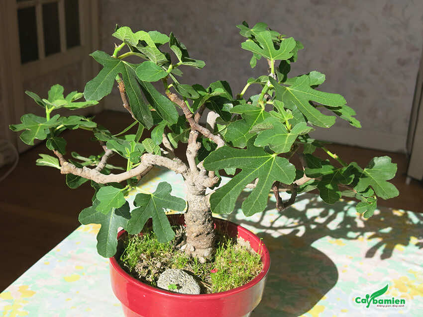 Cây bonsai có dáng nhỏ, cành được uốn tạo sáng vô cùng nghệ thuật