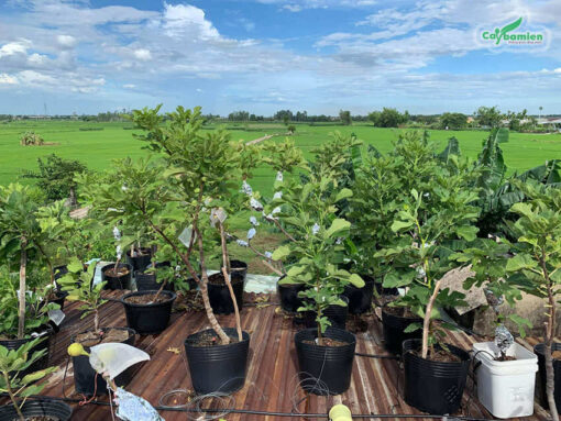 Những chậu cây Sung Mỹ cao 50 - 80cm