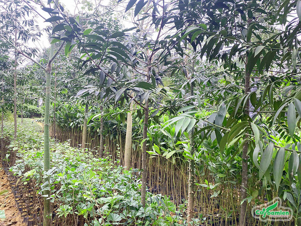 Vườn Kim Giao với đủ các loại cây, đa dạng về kích thước