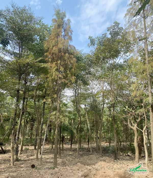 Bứng và trồng cây Bụt Mọc công trình